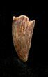 Dromaeosaur/Raptor Tooth From Morocco #1340-1